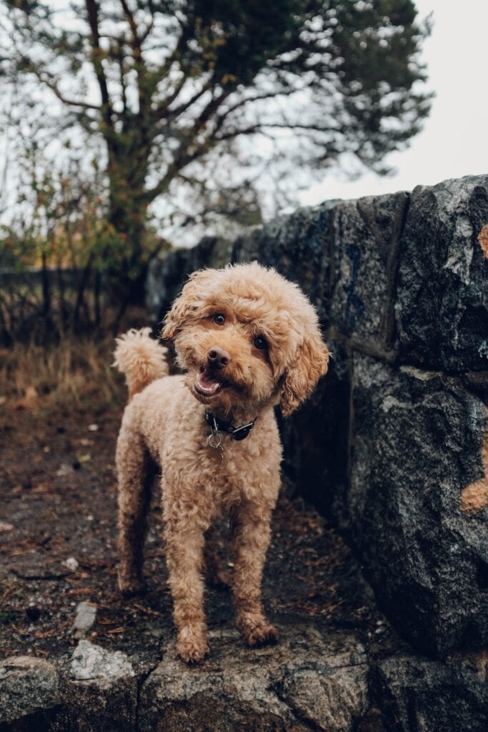 cute tan dog